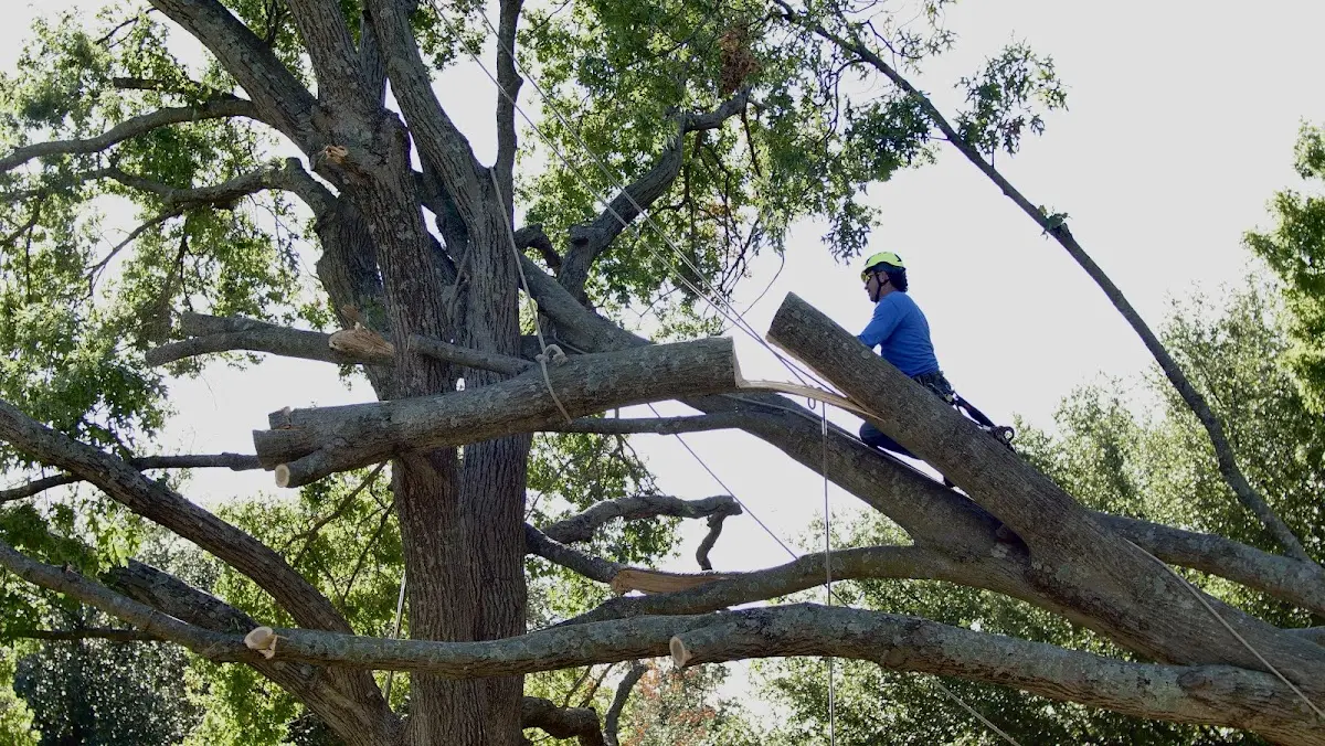 Professional Crown Thinning performed by certified arborists in Green Bank