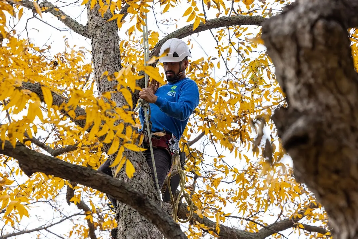 Skilled Tree Transplanting crew working in Green Bank