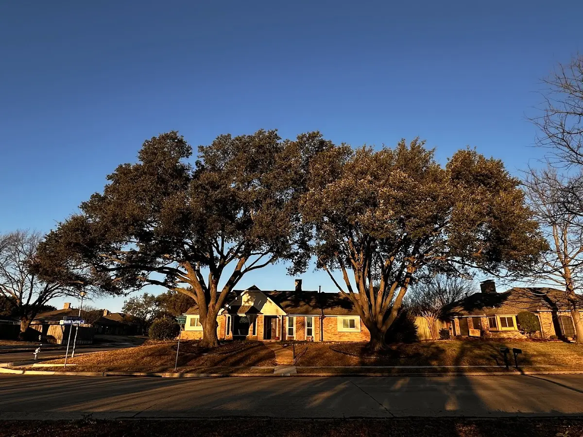 Established residential canopy tree shading a home in Green Bank